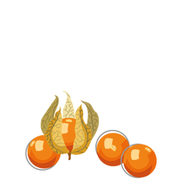 Icone-Physalis
