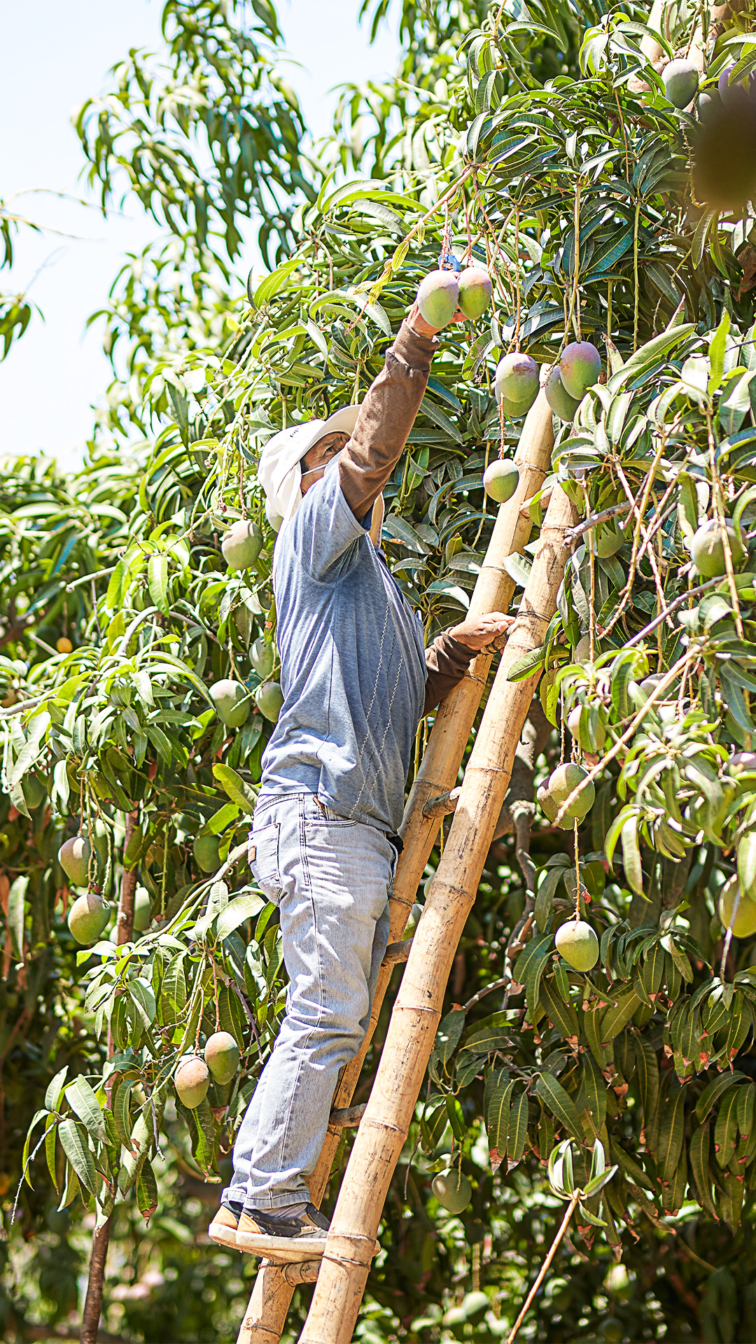 LivraisonFruitsSuisse-Mangues-Cueillette-TendanceFruit Homme entrain de cueillir des mangues