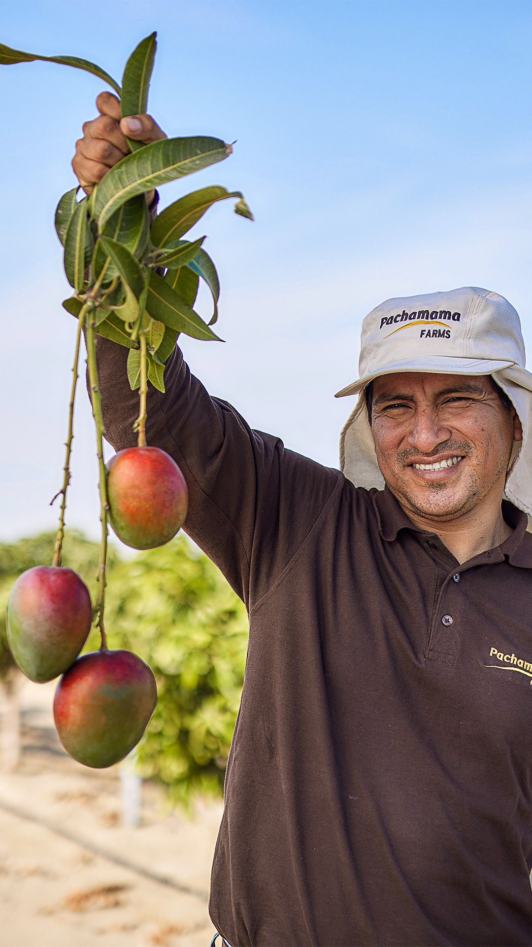LivraisonFruitsSuisse-Mangues-TendanceFruit Homme entrain de tenir des mangues
