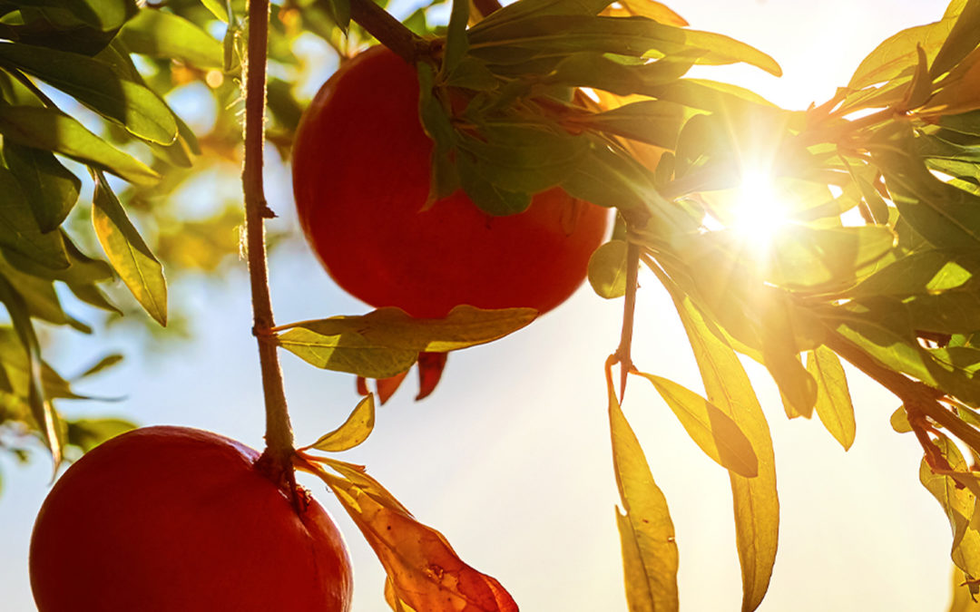 La commande et la livraison de fruits exotiques en Suisse