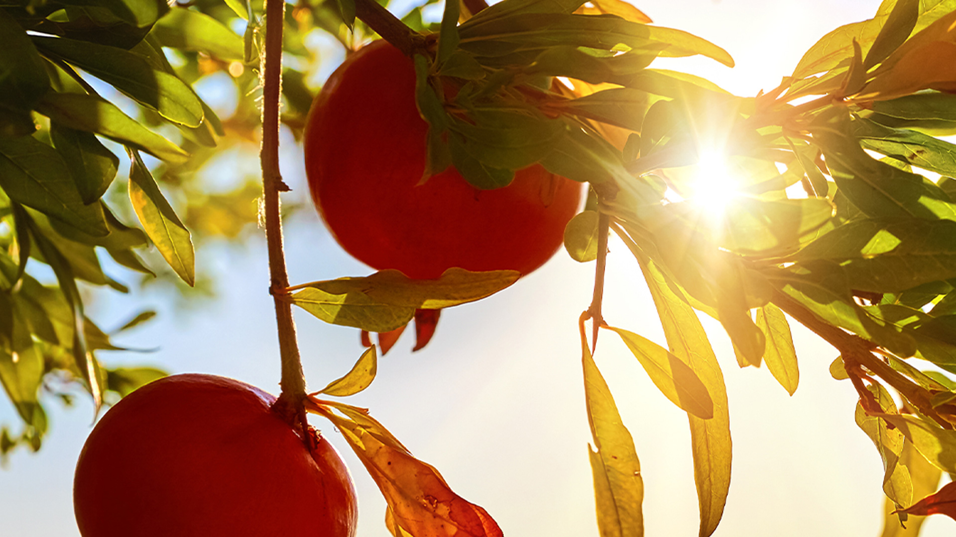 Arbre fruitier au soleil