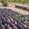 Image article blog revalorisation des fruits