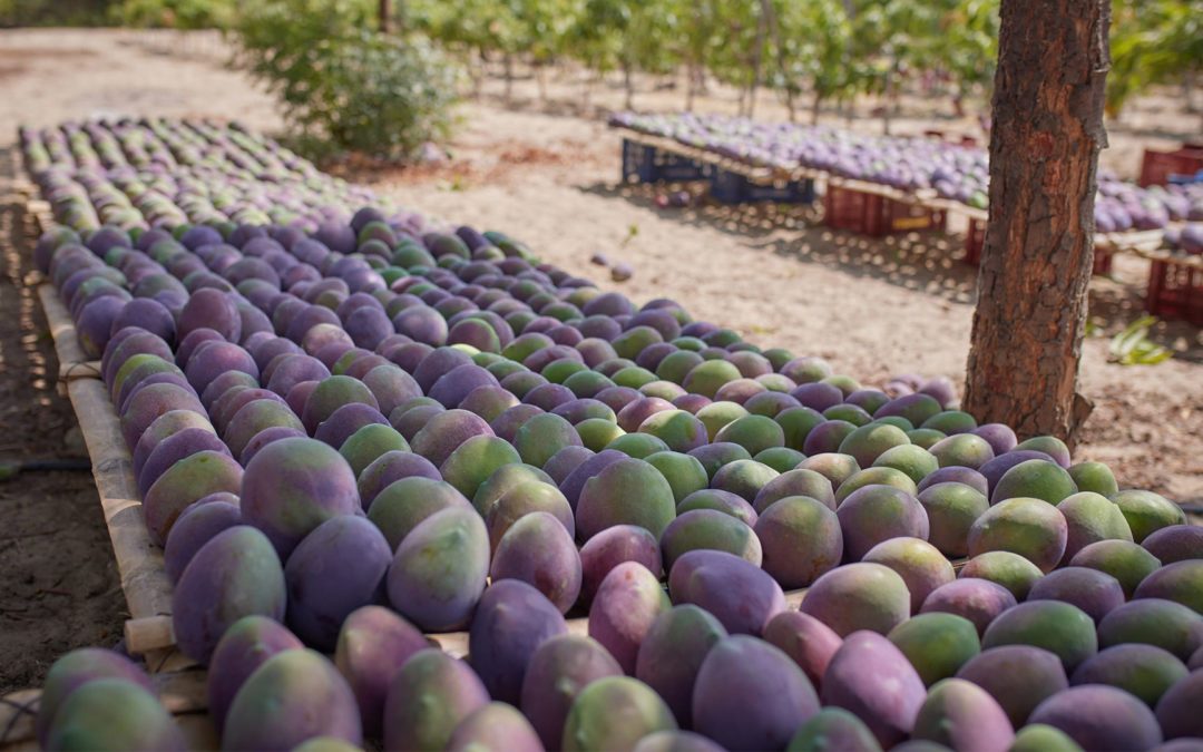 La revalorisation des fruits, ou l’art de l’« anti-gaspi »