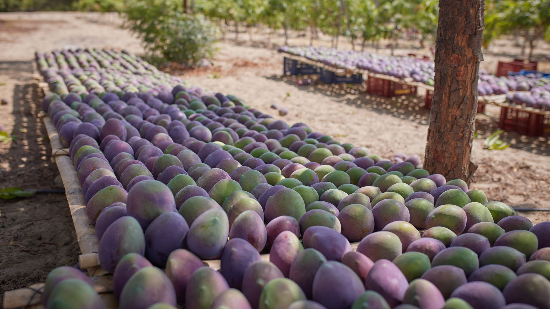 Image article blog revalorisation des fruits